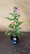 Echinacea -‘Prairie splendor compact rose’