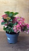 Pink Hydrangea