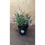 Pink Gaura