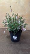 Pink Gaura
