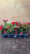 Tray of 15 mixed New Guineas Impatiens