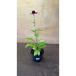 Echinacea -‘Vintage Lime’
