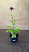 Echinacea -‘Vintage Lime’