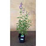 Salvia -‘Violet’