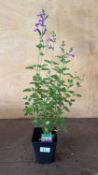 Salvia -‘Violet’