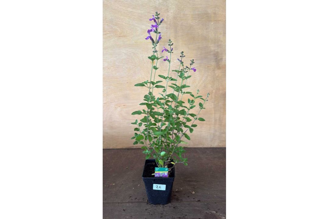Salvia -‘Violet’