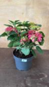 Pink Hydrangea