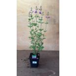Salvia -‘Violet’