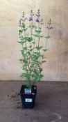 Salvia -‘Violet’