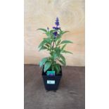 Salvia - ‘Farina Blue’