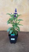 Salvia - ‘Farina Blue’