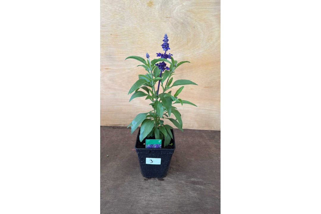 Salvia - ‘Farina Blue’