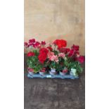 Tray of 15 mixed Geraniums