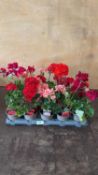 Tray of 15 mixed Geraniums