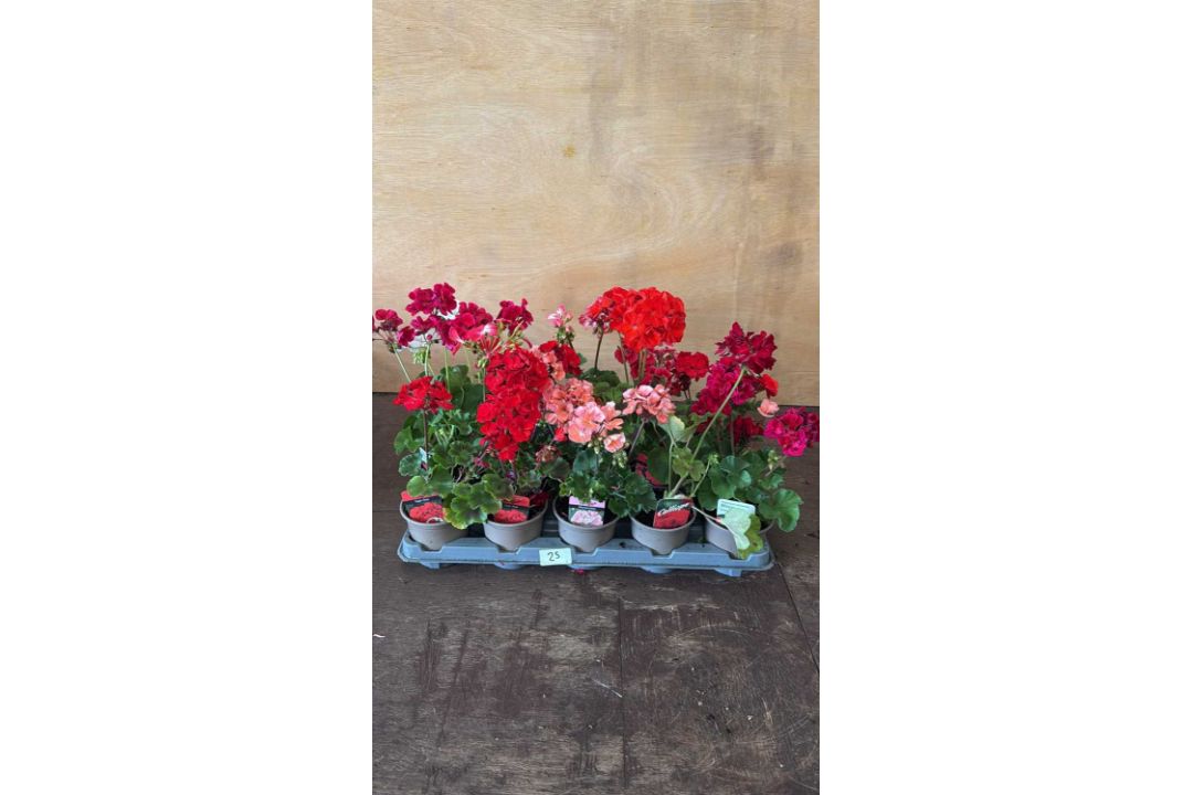 Tray of 15 mixed Geraniums