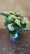 White Hydrangea