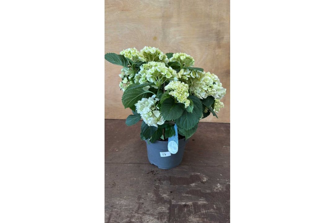 White Hydrangea