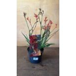 Kangaroo Paw