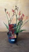 Kangaroo Paw