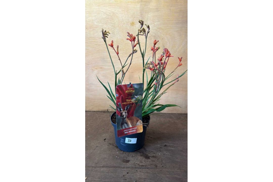 Kangaroo Paw