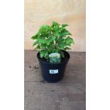 Scented Geranium -‘Moskito Schoker’