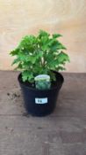 Scented Geranium -‘Moskito Schoker’