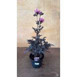 Dahlia -‘Happy days Pink’