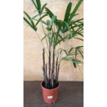 Hardy Palm
