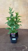 Penstemon - ‘Partybells Violet’