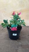 Alstroemeria -‘Valetta’