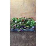Tray of 15 mixed patio plants