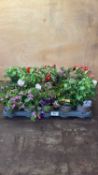 Tray of 15 mixed patio plants