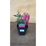 Phygelius - ‘New Zealand Fuchsia’
