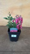 Phygelius - ‘New Zealand Fuchsia’
