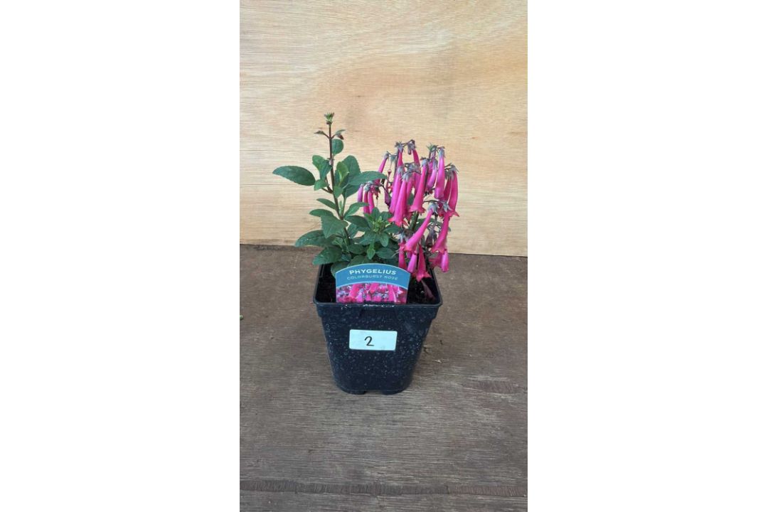 Phygelius - ‘New Zealand Fuchsia’