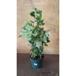 Hydrangea Paniculata - ‘Grandiflora’