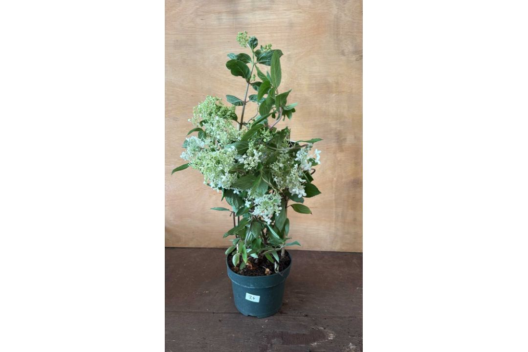 Hydrangea Paniculata - ‘Grandiflora’