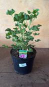Scented Geranium -‘Cola’