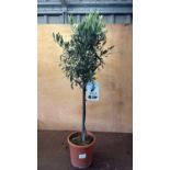Standard Olive Tree