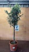 Standard Olive Tree