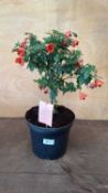 Patio Abutilon