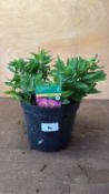 Alstroemeria -‘Sunstar’