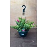 Fuchsia hanging pot