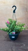 Fuchsia hanging pot