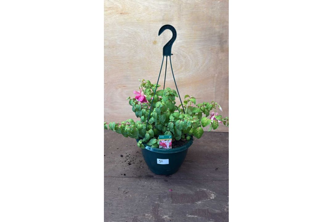 Fuchsia hanging pot