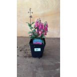 Phygelius -‘ New Zealand Fuchsia’