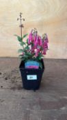 Phygelius -‘ New Zealand Fuchsia’