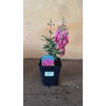 Phygelius -‘New Zealand Fuchsia’