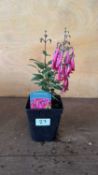 Phygelius -‘New Zealand Fuchsia’