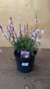 Pink Gaura
